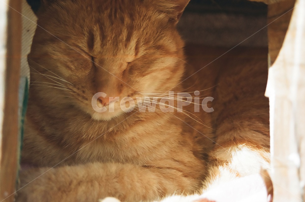 동물,고양이,포유류,animal,cat,길고양이,잠,sleep,감정,감성사진,표정,emotion,동물,animal,포유류,mammal,고양이,cat,kitten,kitty