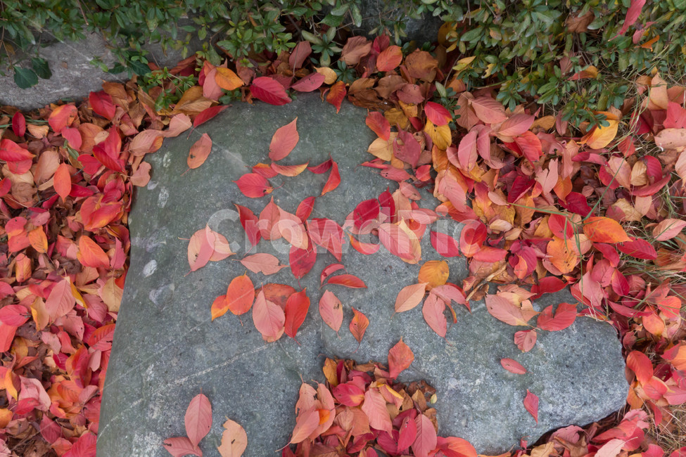 낙엽,가을,계절,자연색상,자연,배경,바위,잎,가을,계절,fall,autumn,season,식물,자연,plants,nature