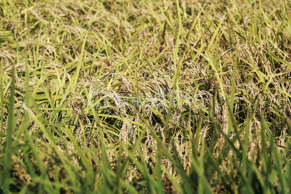 벼,쌀,곡식,주식,결실,이삭,벼이삭,논,농업,산업,industry,industrial,농업,농사,agriculture,farming,farming industry