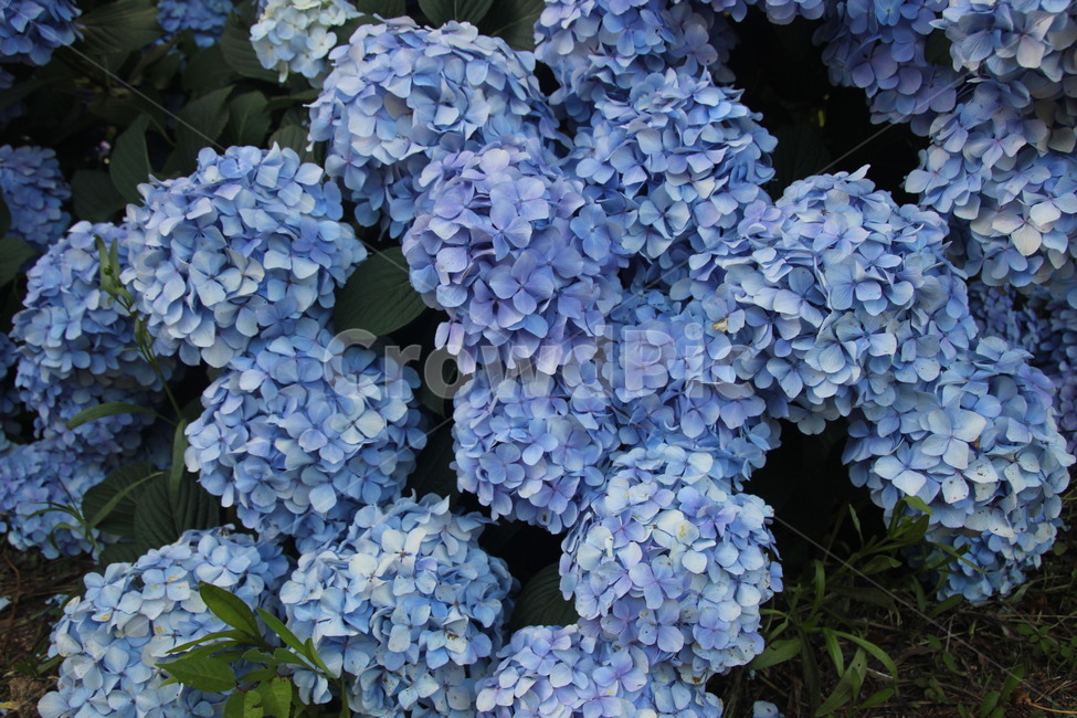 꽃,수국,파란꽃,자연,환경