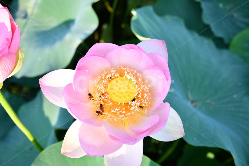 꽃,접사,연꽃밭,식물,자연,plants,nature,flower,분홍색,핑크색,연잎,연꽃