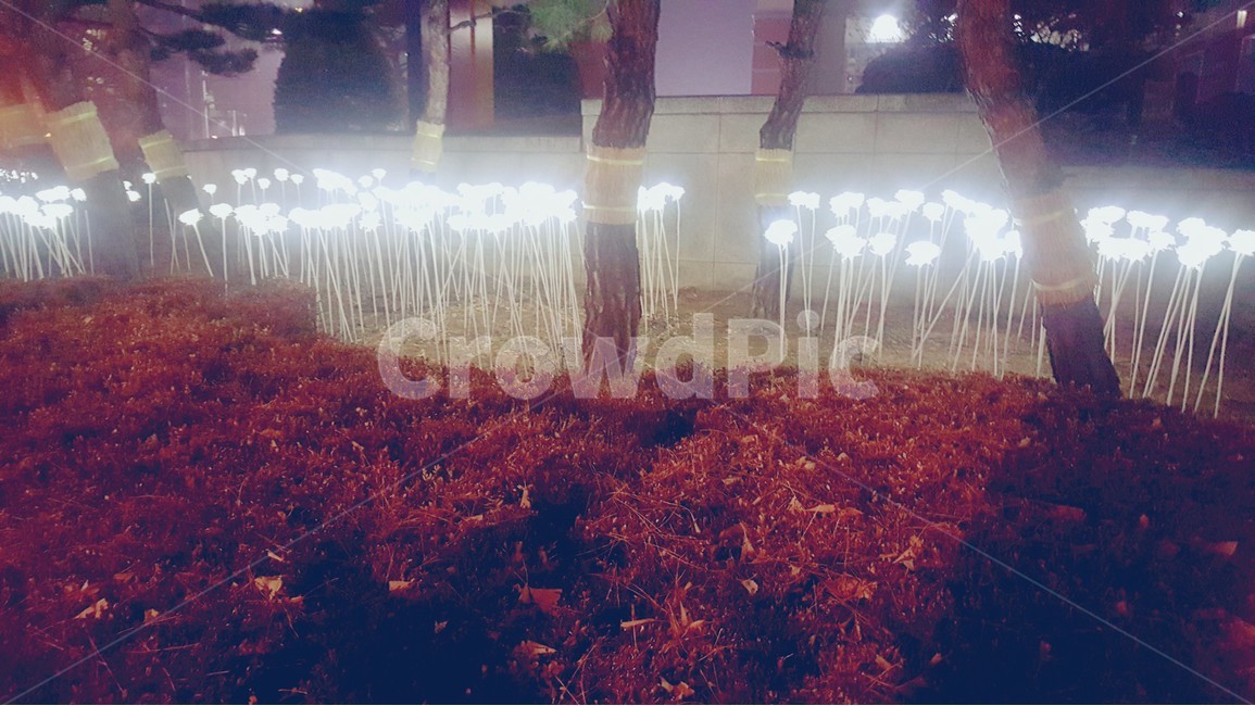 꽃,저녁,밤,화단,전구,장미,야경,밤,풍경,nightscape,night,landscape,식물,자연,plants,nature,나무,trees,wood
