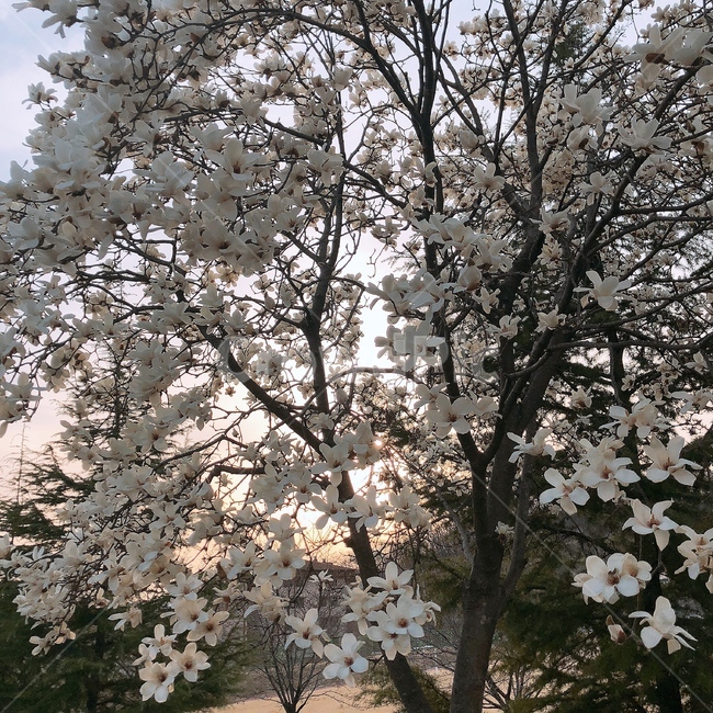 벚꽃나무,꽃,봄꽃,나무,벚꽃,석양