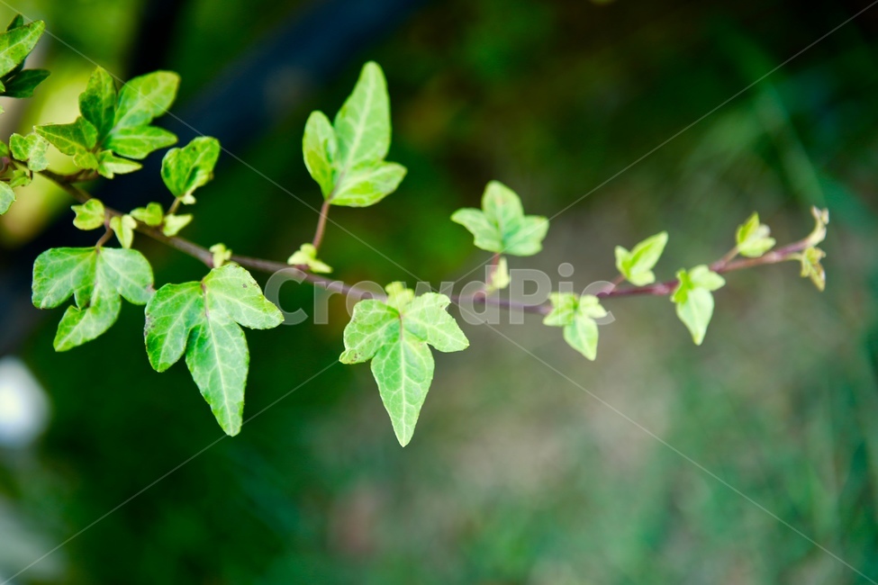 풀잎,초록,배경,앞사귀,가을,식물,자연,plants,nature