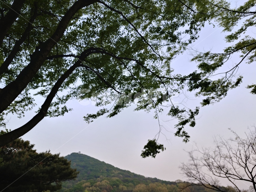 나무,공원,하늘,나뭇잎,나뭇가지