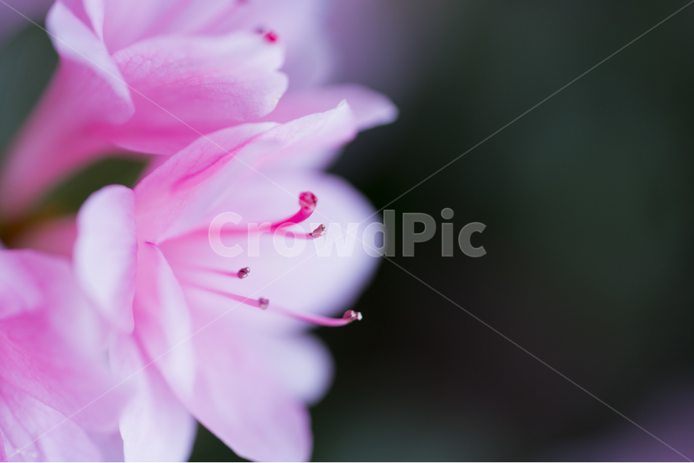 봄,진달래,매크로,접사,핑크,배경,꽃잎,감성,식물,자연,plants,nature,꽃,flower