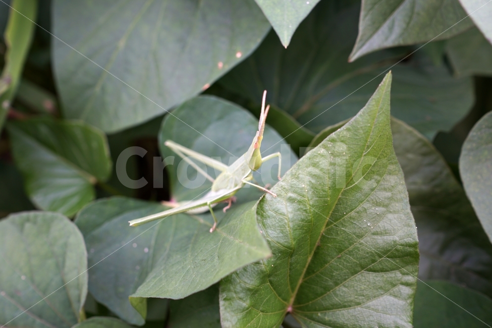 방아깨비,곤충,벌레,식물,이파리,자연,insect,nature,동물,animal,여름,녹색,푸른,메뚜기,여치,summer,감성,감성사진,힐링,힐링사진,느낌,계절,green,접사,macro,풍경,landscape,생명,생태계,환경,스냅,스냅사진,스넵,스넵사진,snap,snapshot,한국자연,한국의자연,동물,animal,곤충,벌레,insect,bug