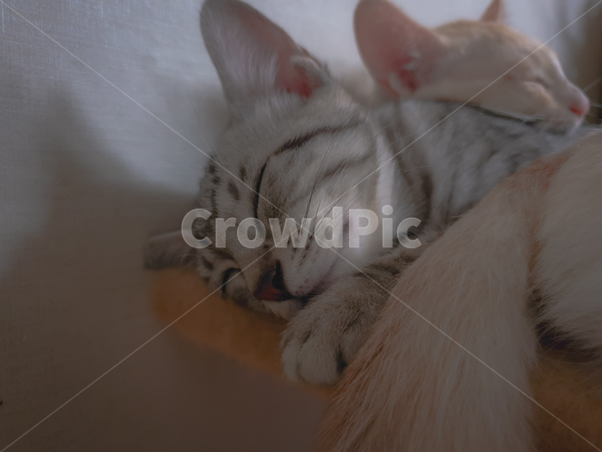 pet,abyssinian,아비시니아,animal,동물,cat,애완동물,포유류,mammal,고양이,잠자는,반려동물,냥이,kitten,kitty,반려묘,귀여운동물,sleeping,귀여움,잠든모습,동물,animal,포유류,mammal,고양이,cat,kitten,kitty