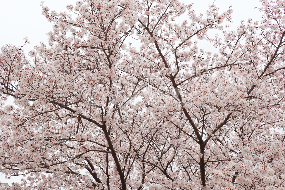 벚꽃,벚나무,봄,분홍,식물,봄,계절,spring,season,식물,자연,plants,nature,꽃,flower,나무,trees,wood,plant,blossom