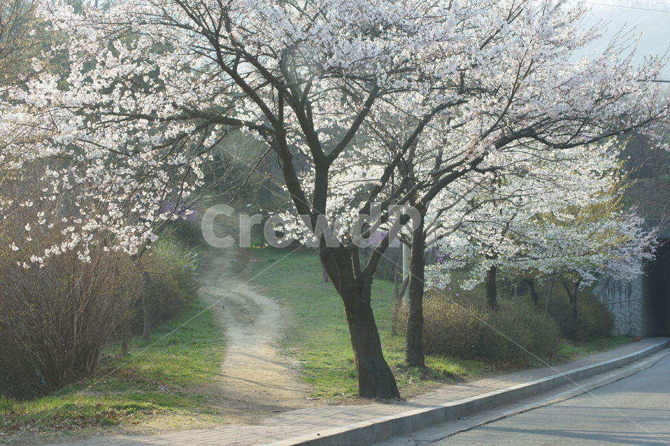 산책,4월,벗꽃,등산로,나무,향기,흰색,봄,계절,spring,season,자연,풍경,nature,landscape,plant,식물
