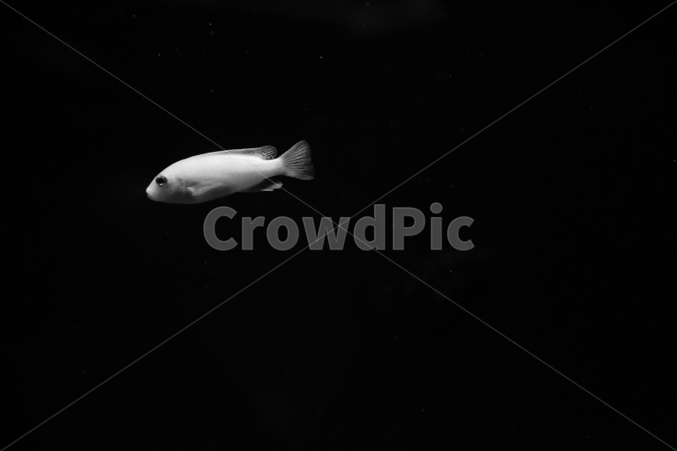 감성사진,흑백,모노크롬,물고기,콘트라스트,동물,animal,어류,물고기,fish,흑백,모노톤,monochrome,black and white