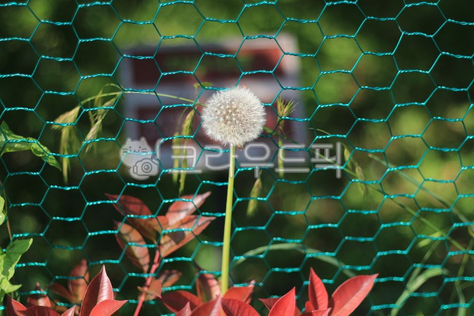 민들레,꽃씨,홀씨,꽃,민들레꽃,흰색,flower,자연,식물,nature,plant,white,바람,우아한,가벼운,아름다운,철망