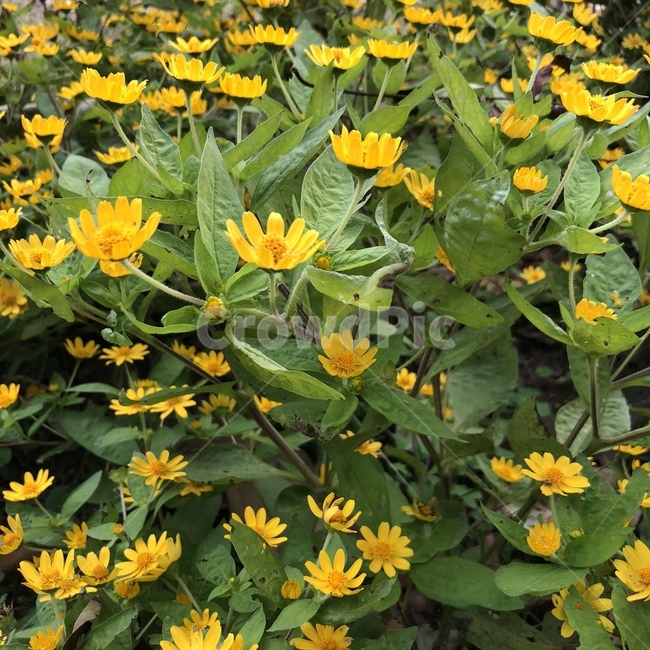 plant,식물,꽃,들꽃,flower,식물,자연,plants,nature,꽃,flower