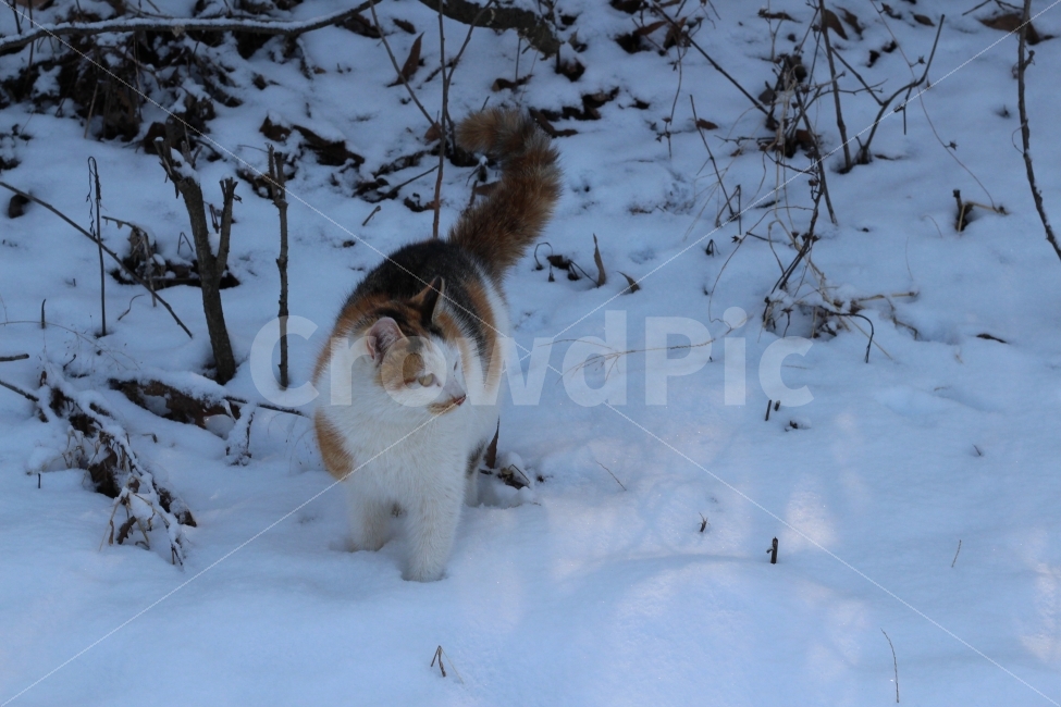 고양이,야옹이,빛모아농원,동물,겨울고양이,겨울,계절,winter,season,동물,animal,포유류,mammal,고양이,cat,kitten,kitty