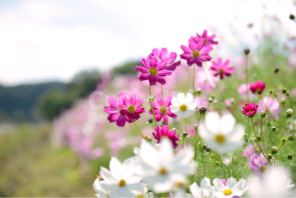 코스모스,가을,하늘,서정적,꽃,가을꽃,산책,감성,따뜻한,cosmos,flower,fall,autumn,가을,계절,fall,autumn,season,식물,자연,plants,nature,꽃,flower,spring,봄,plant