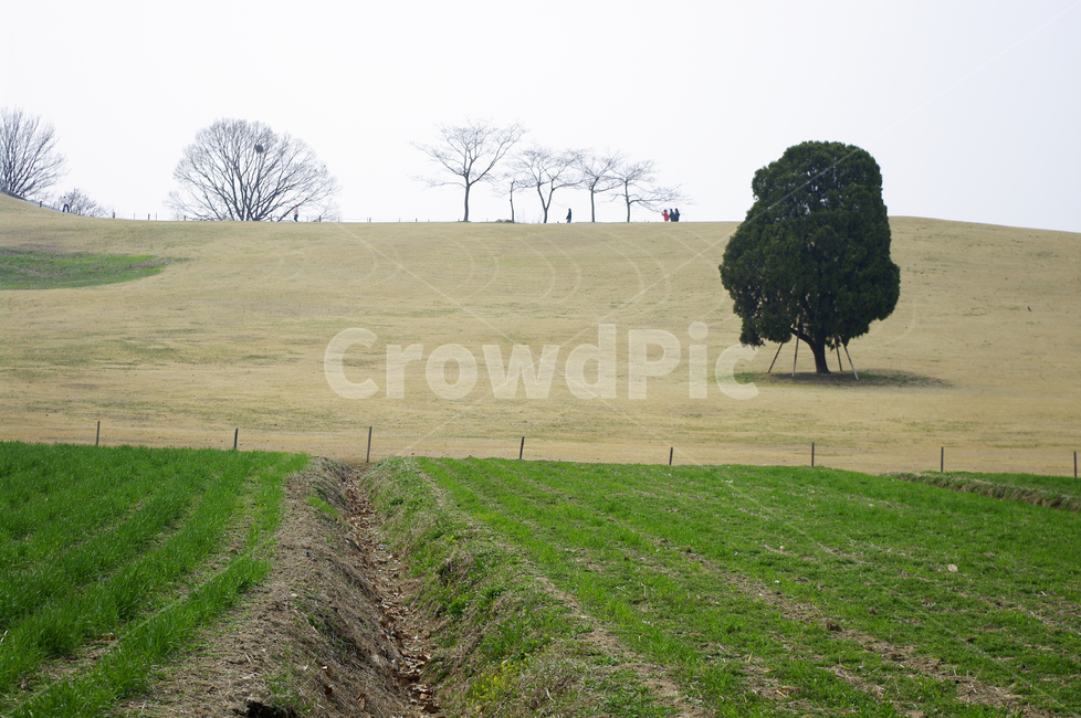 공원,나무,식물,plant,봄,spring,계절,자연,풍경,nature,landscape,tree