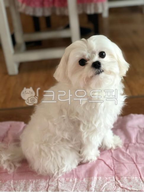 아련,강아지,귀여운,pet,토실토실