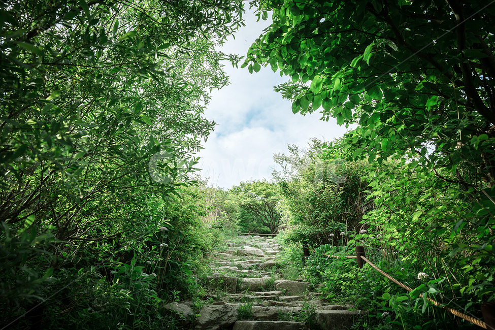 등산,산길,산책,숲속,숲길,산책로,자연,풍경,nature,landscape,outdoors,옥외,path,통로