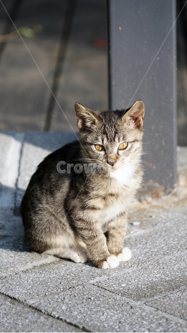 animal,cat,puppy,cute,pet,sunshine,daytime,고양이,애완동물,동물,animal,포유류,mammal,고양이,cat,kitten,kitty