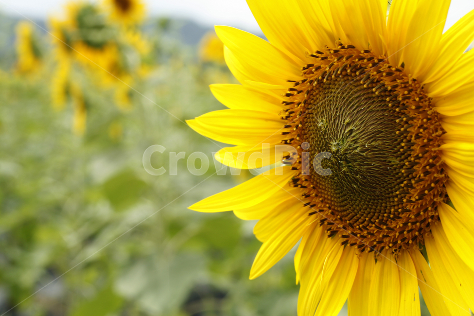 해바라기,여름,해바라기꽃,식물,해바라기씨,꽃잎,여름,계절,summer,season,가을,fall,autumn,식물,자연,plants,nature,꽃,flower,plant,blossom
