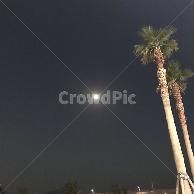 달,야자수,하늘,저녁,밤,보름달,여수,야경,밤,풍경,nightscape,night,landscape,plant,식물,tree,나무,palm tree,arecaceae,Arecaceae