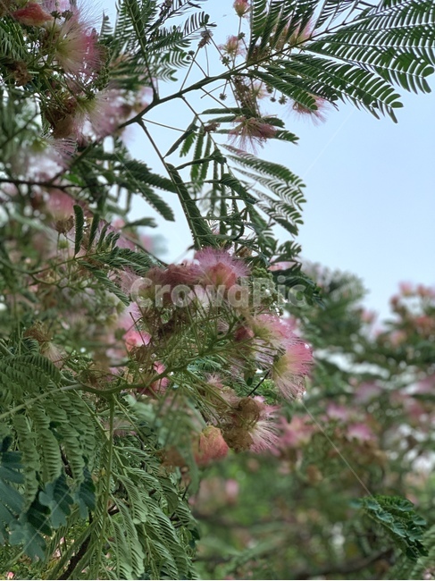 plant,식물,tree,나무,꽃,flower,blossom,자연,nature