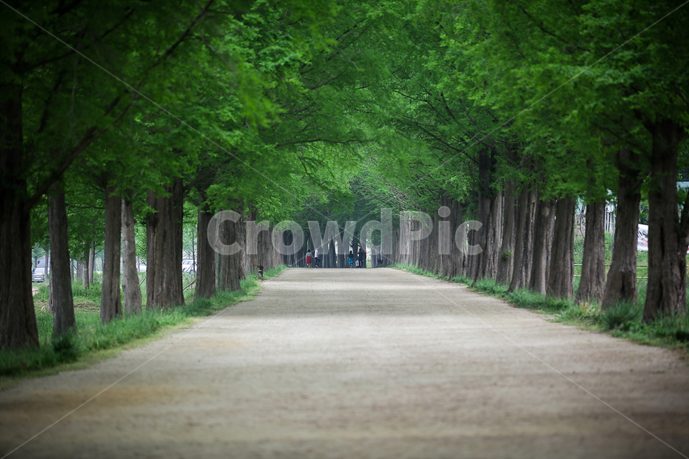 메타세콰이어,메타세콰이어길,메타세콰이어나무,나무그늘,가로수,자연,풍경,nature,landscape,plant,식물,tree,나무,road,도로,path,통로