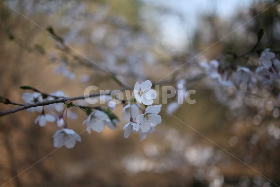 꽃,벚꽃,flower,cherryblossom,blossom