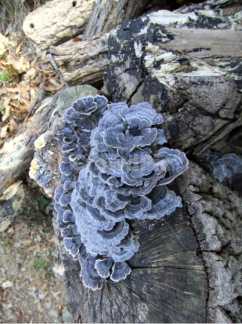 운지버섯,버섯,산,통나무,자연,야외,재배,구름버섯,coriolusversicolorquél,mountain,nature,mushroom,cultivation,grow,log,medicinalherbs