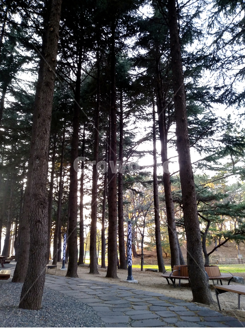 plant,식물,tree,나무,산책,길,자연,힐링,편안함