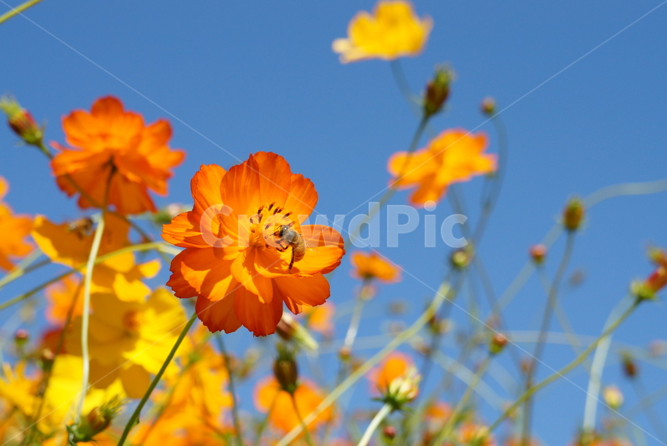 코스모스,황화코스모스,꿀벌,주황색,노란색,가을,꽃,flower,flowers,cosmos