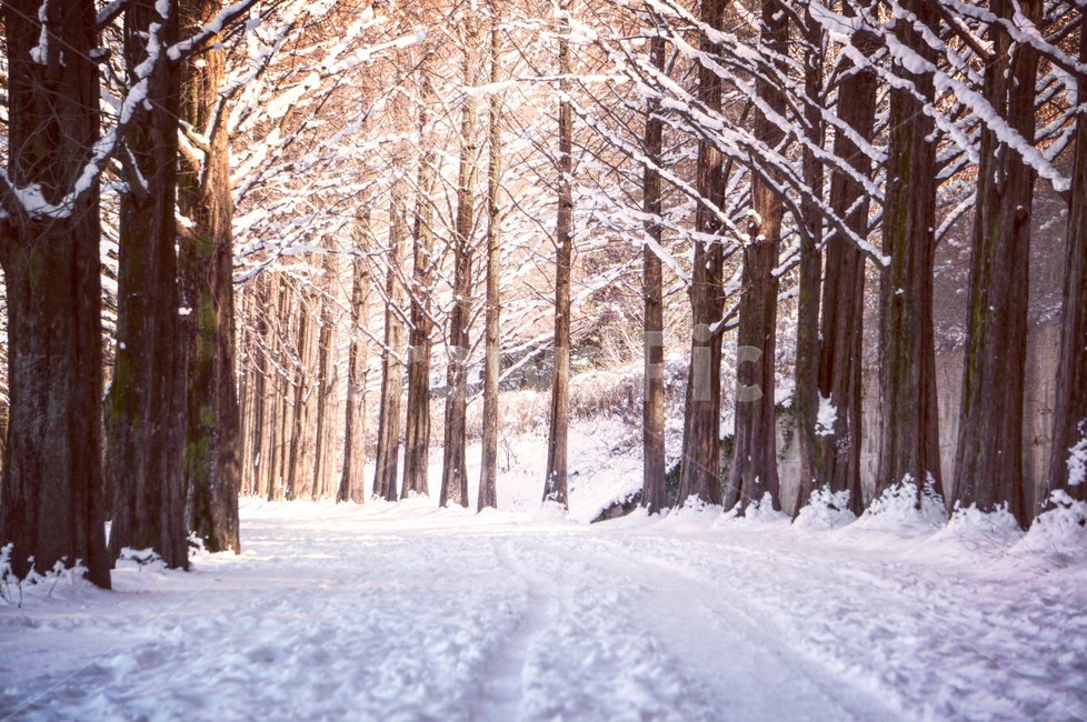 겨울,눈,담양,메타세콰이어길,감성,풍경,겨울,계절,winter,season,자연,풍경,nature,landscape,한국자연풍경,한국자연경관,korea nature landscape,식물,plants,나무,trees,wood,plant,tree