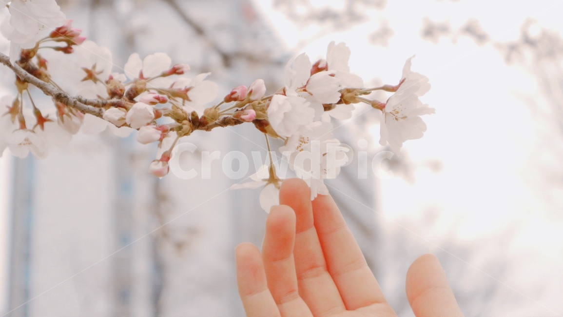 벚꽃,봄,봄꽃,봄풍경,cherryblossom,spring,식물,plant,벚꽃놀이