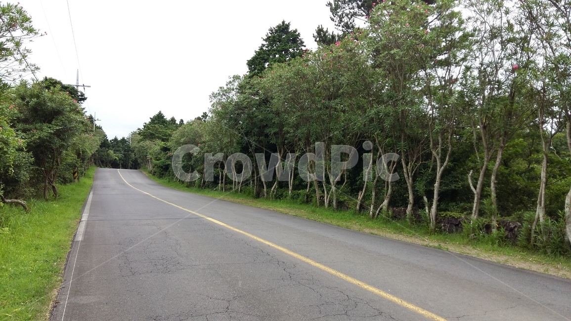 제주,도로,나무,고요,평화,자연,풍경,nature,landscape,road,freeway,고속 도로,highway,고속도로,asphalt,아스팔트