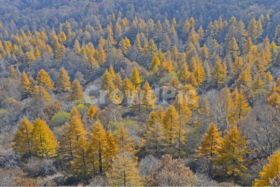 중국,북경,백석산,백석산추색,추색,tree,나무,plant,식물,conifer,구과식물,larch,낙엽송,자연,경치,경관,풍경,가을,계절,fall,autumn,season,자연,풍경,nature,landscape