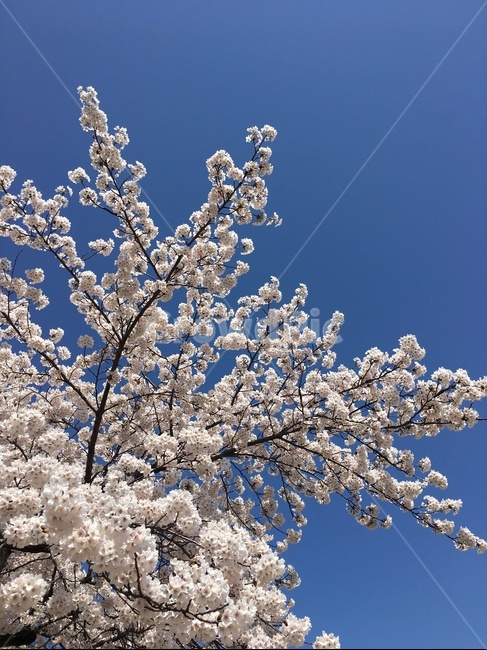 벚꽃,하늘,봄,나무,sky