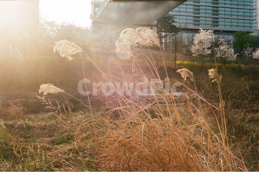 light,빛,갈대,봄,가을,spring,autumn,햇살,sunshin,가을,계절,fall,autumn,season,식물,자연,plants,nature,flare,플레어