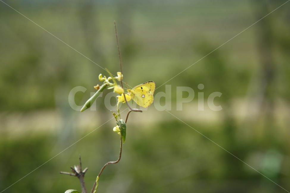 나비,꽃과나비,그린,노랑,꽃,식물,자연,plants,nature,동물,animal,곤충,벌레,insect,bug