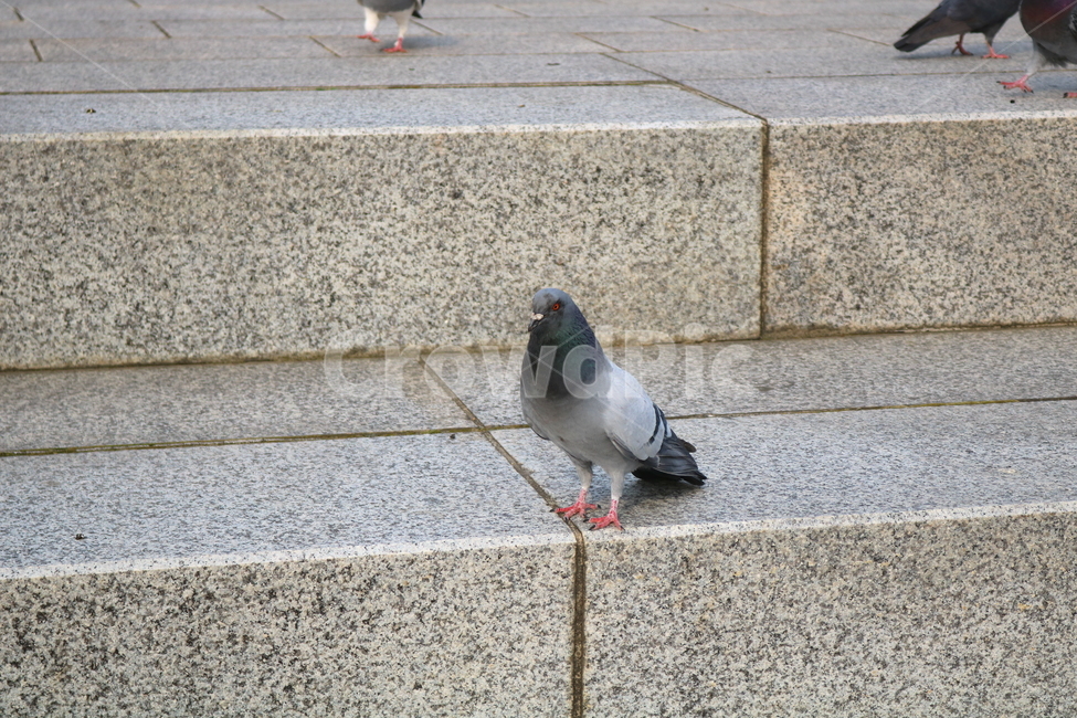 비둘기,새,조류,동물,공원,날개,산책로,산책길,자연,계단,돌계단,동물,animal,조류,새,birds