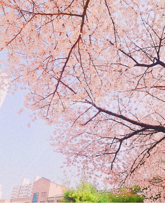 벚꽃,봄,나무,분위기,분홍,봄,계절,spring,season,plant,식물