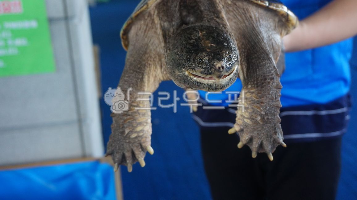 turtle,jungle exploration,alligator turtle,animal,tertle,Yeosu Expo