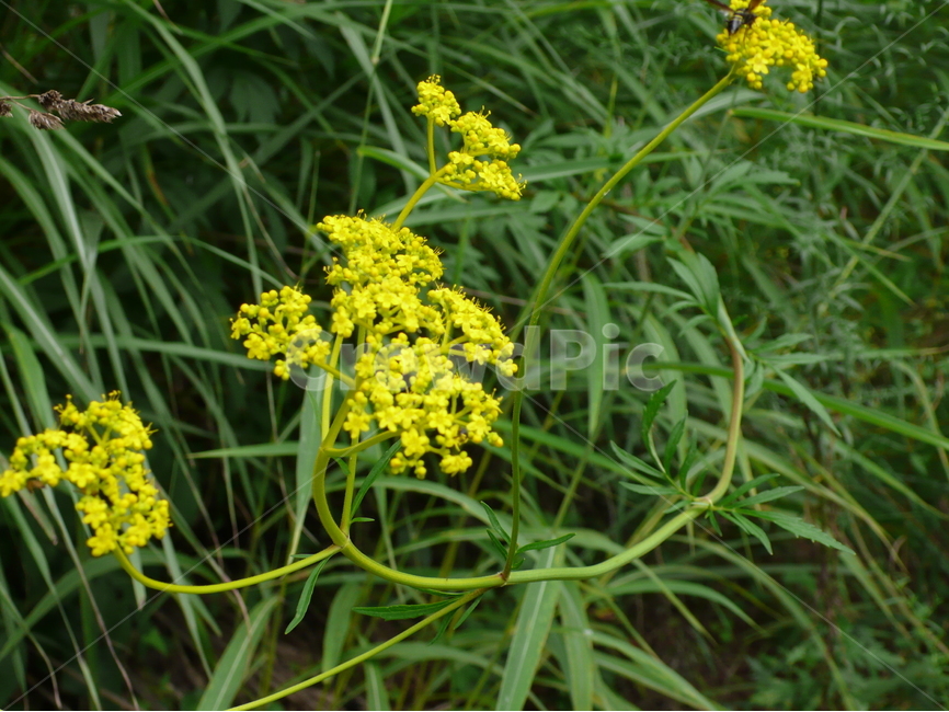 약초,노란색,꽃,자연,산,식물,식물,자연,plants,nature,꽃,flower