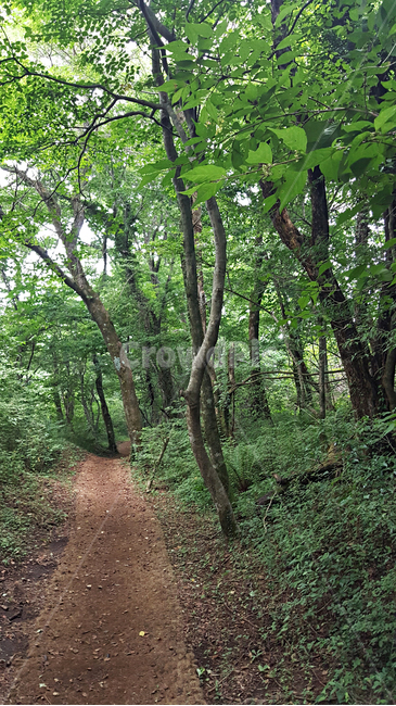 숲,나무,나뭇잎,식물,plant,tree,vegetation,초목,treetrunk,나무줄기,outdoors,옥외,woodland,삼림지,land,nature,자연,forest