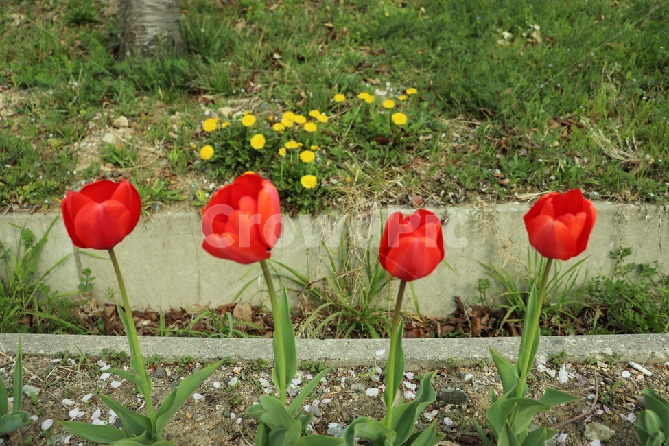 plant,식물,flower,blossom,꽃,봄,식물,자연,plants,nature,꽃,flower