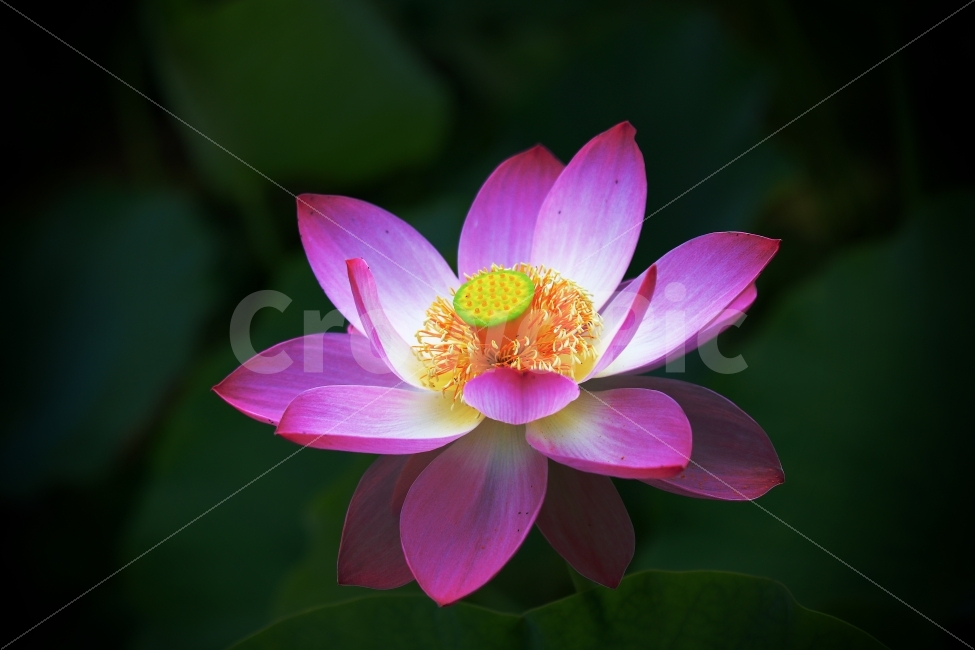 연꽃,궁남지,lotus,홍련,꽃,화려함,식물,자연,plants,nature,꽃,flower