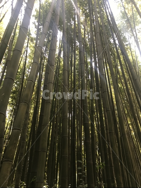 대나무,초록,자연,식물,숲,나무,trees,wood