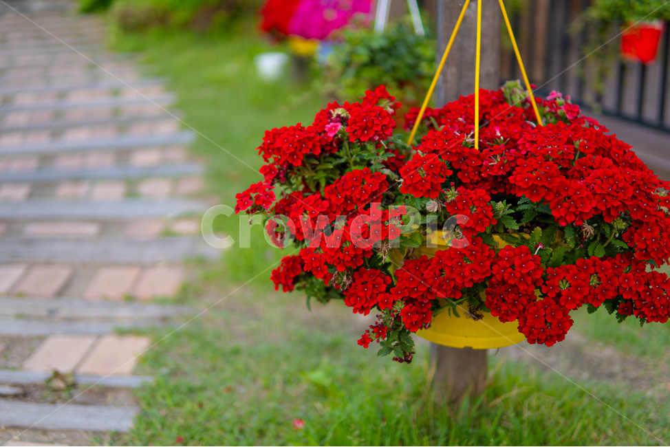 꽃,풍경,자연,빨간꽃,plants,nature,flower,식물,꽃잎,화사한