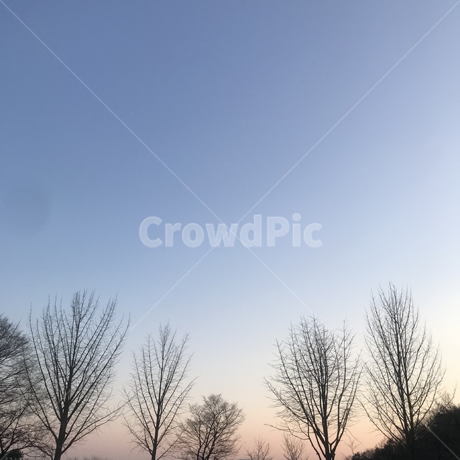 핑크하늘,노을,감성,봄,하늘,파스텔,그라데이션,나무,자연,풍경,nature,landscape,outdoors,옥외