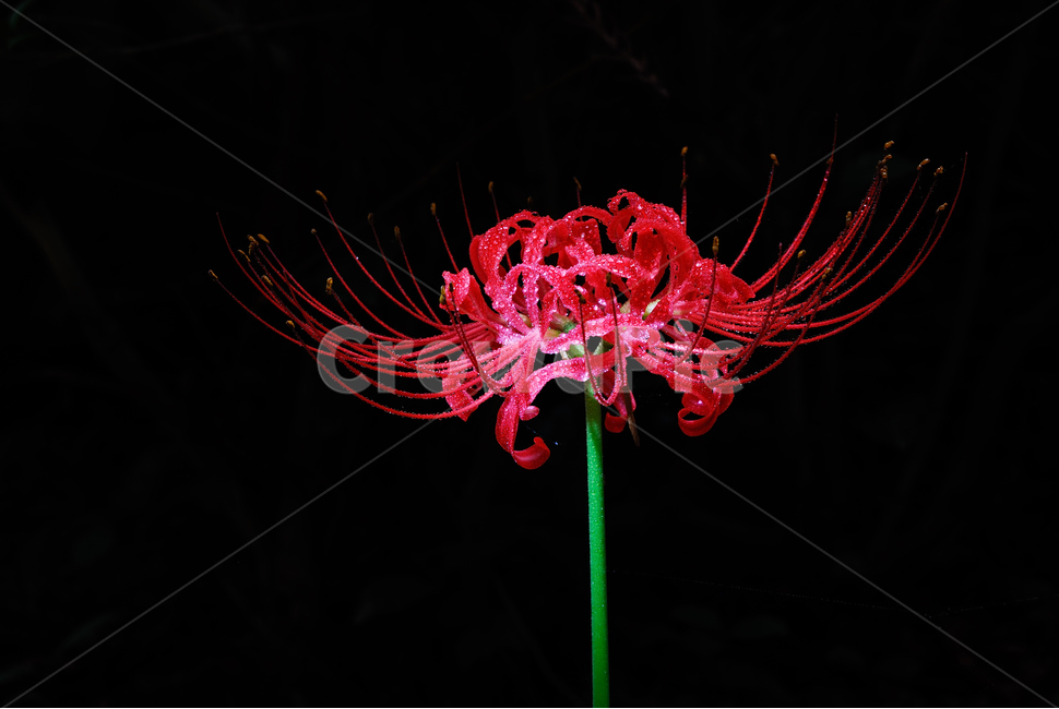 plant,식물,꽃,꽃무릇,flower,식물,자연,plants,nature,꽃,flower