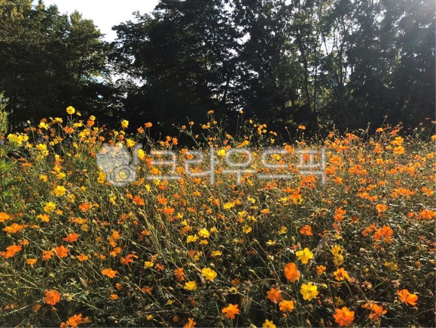 Olympic Park,flowerfield,orange flower,garden,park,olympicpark,flower,orangecolorflower